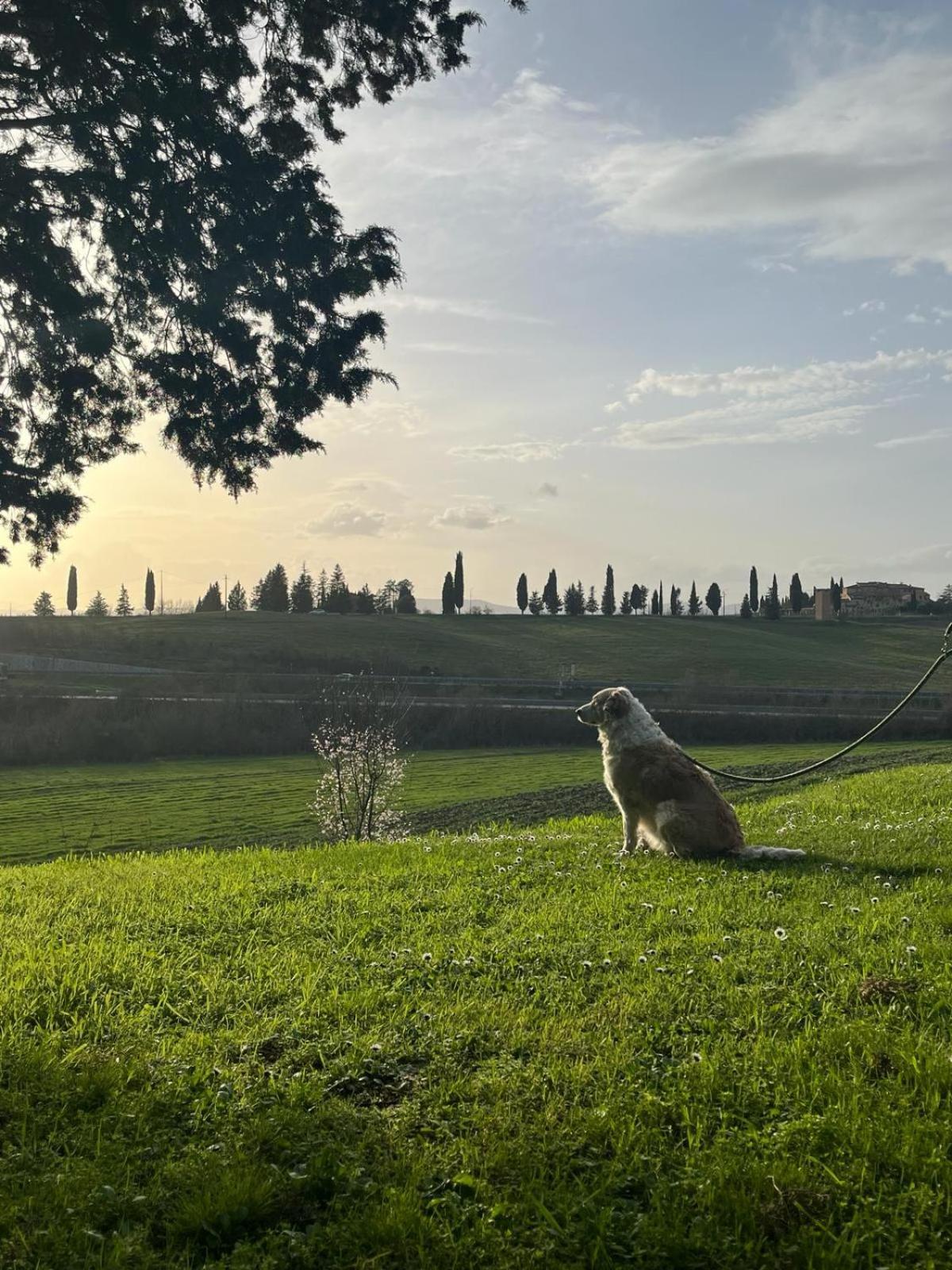 Agriturismo La Torre Di Monsindoli Siena Dış mekan fotoğraf